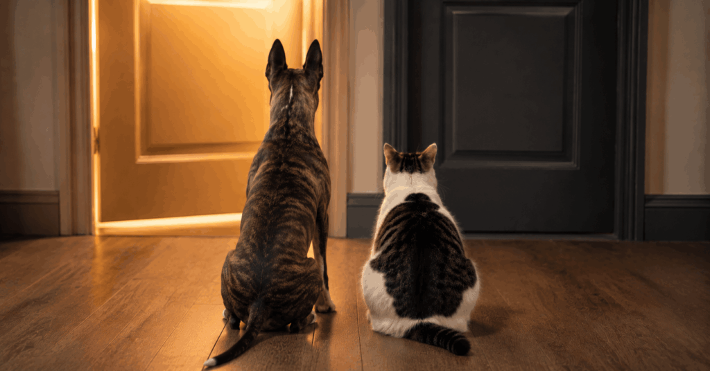 Katzenfutter und Hundefutter: Was du über Tierernährung und ihre Auswirkungen wirklich wissen musst