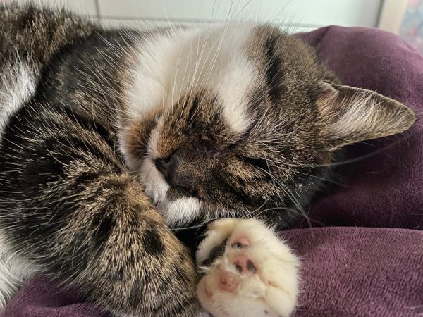 Katze schläft. Bild von einer Kundin