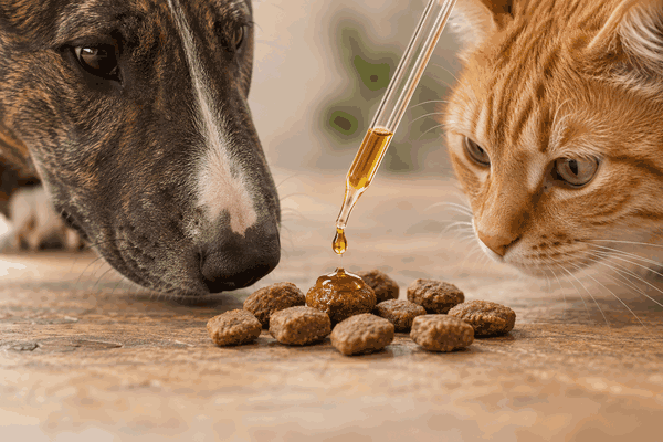 Bullterrier und rote Katze riechen an Trockenfutter mit Fett- und Aromaüberzug
