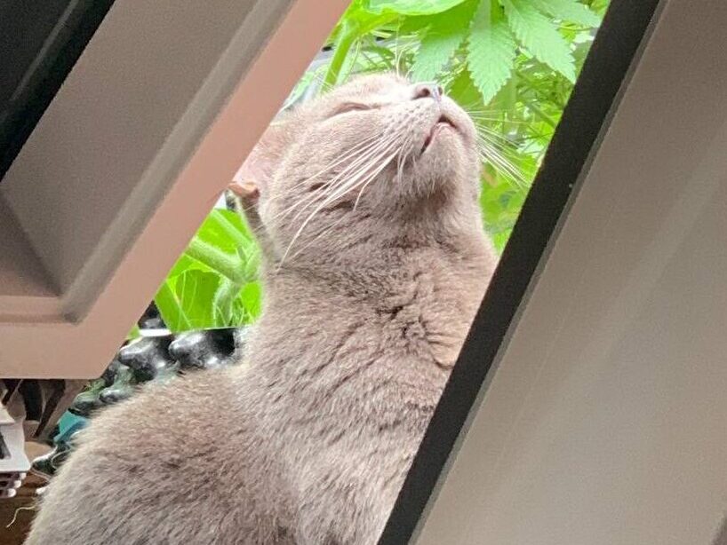 Katze genießt frische Luft. Katze von einem Kunden meiner Futterberatung
