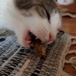 Katze frisst getrockneten Hähnchenhals