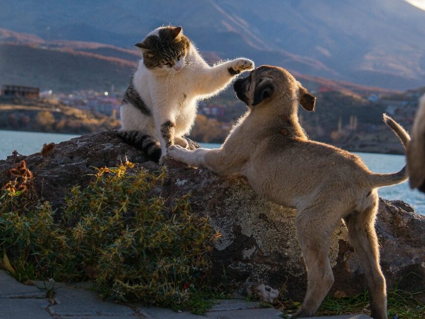 Katze und Hund spielen zusammen in der Natur