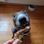 Hund frisst getrockneten Hähnchenhals