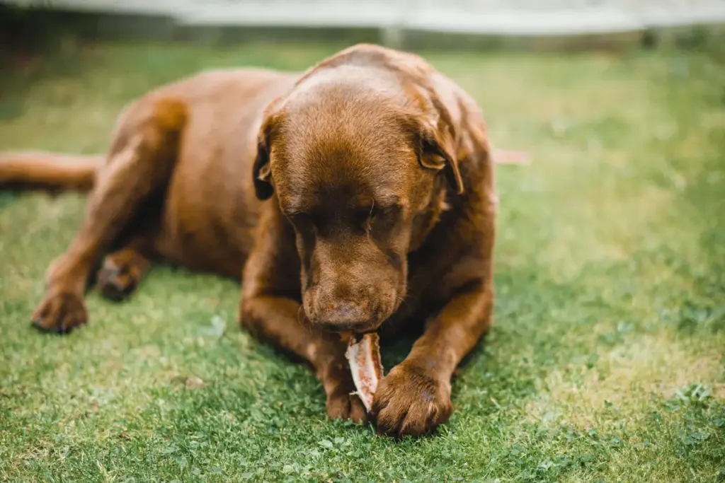 Zahngesundheit beim Hund: Hund kaut zur natürlichen Zahnpflege