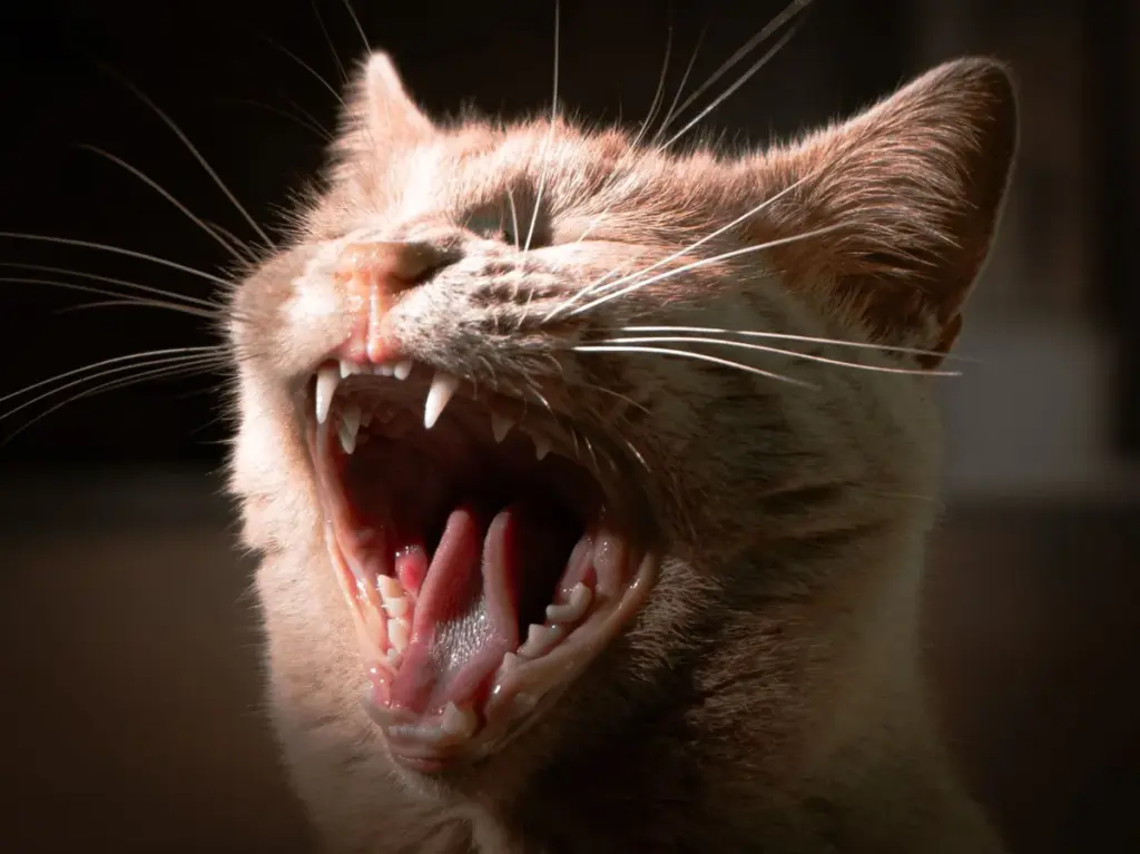 Zahngesundheit bei Katzen: gesunde Zähne und Zahnfleisch